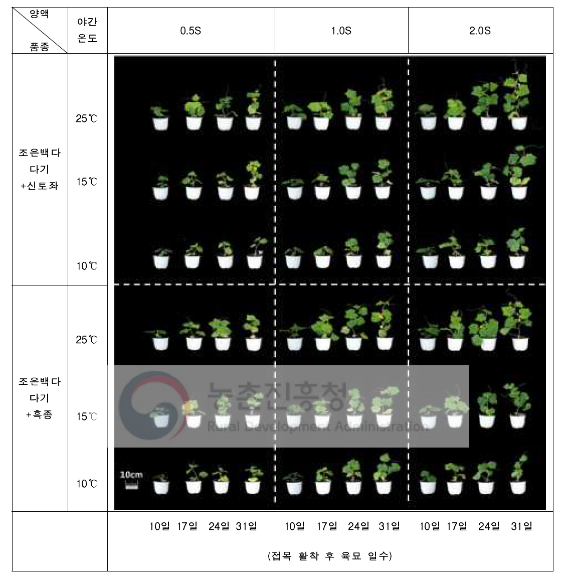 시비 처리에 따른 오이 접목묘 정식 후 야간 온도 처리 10일 후 생육 특성