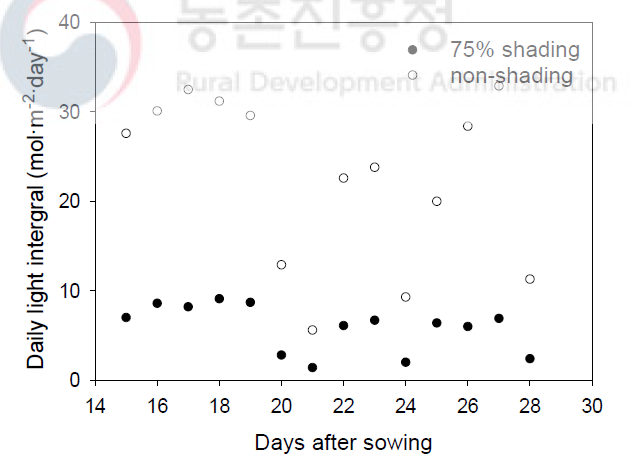 오이 종이포트 접목묘 육묘시 처리기간 중 차광 처리 유무에 따른 일적산광량(daily light integral)