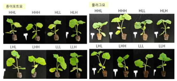 육묘환경 처리에 따른 오이 종이포트 접목묘 및 플러그묘의 생육
