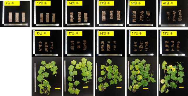 오이 접목묘 포트 정식 후 시간 경과 및 식물 생육에 따른 종이포트 분해