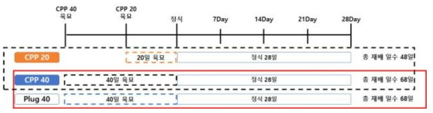 파프리카 실험 모식도