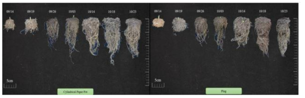 원통형 종이포트 육묘 시 고추의 정식 후 뿌리 형태적 특성