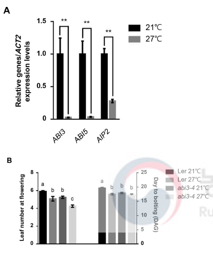 고온에 의해 조절되는 ABI3 와 개화 표현형 분석