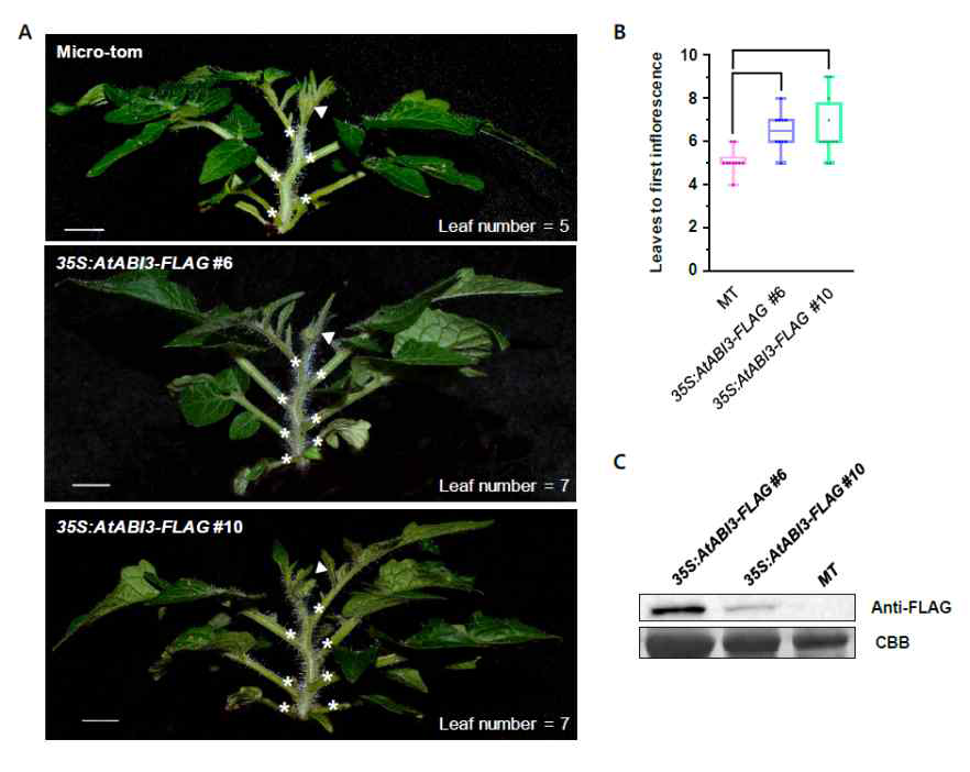 토마토에서 AtABI3 의 개화 지연 표현형 분석