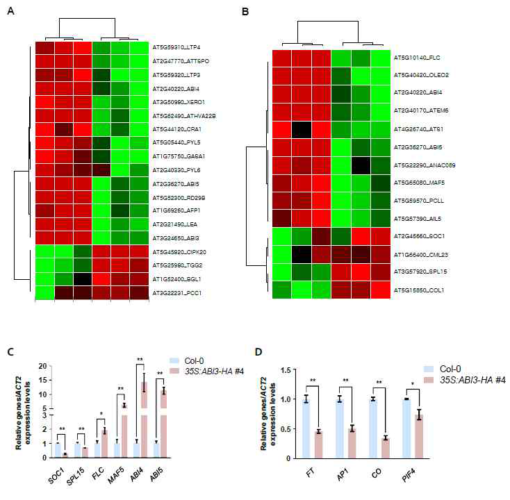 Col-0와 ABI3 과발현 식물체의 ABA 반응, 개화 관련 유전자들의 발현 패턴 변화 분석