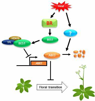 고온에 따른 식물의 조기개화 메커니즘 모식도