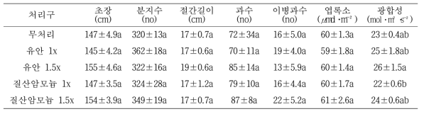 고추 정식 후 90일 생육특성(비가림)