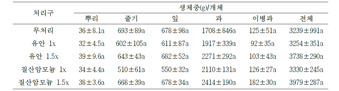 고추 정식 후 90일 생체중(비가림)