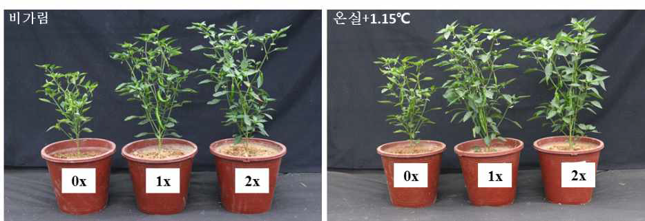 유기물 투입량에 따른 30일 후의 고추의 생육 모습