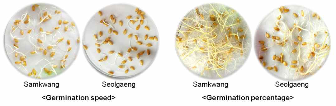 Germination speed and germination percentage of rice at 12 months after harvest in room temperature(RT) samples; SK: Samkwang, SG: Seolgaeng