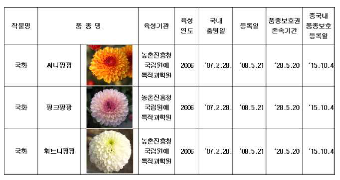 중국 현지 적응성 재배추진 국내 육성 스프레이국화 3품종 이력