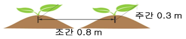 정식기 적응성 시험의 재배 양식 및 두둑 형태