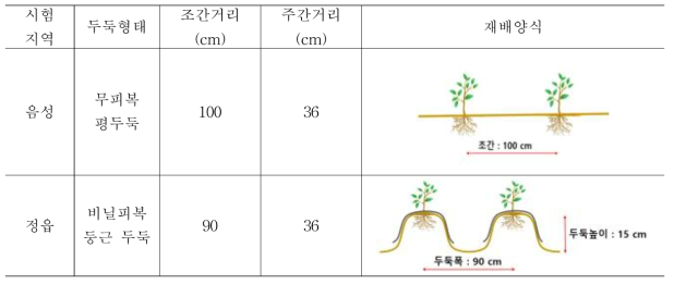 들깨 기계파종 시험포장 상태(재배 양식)