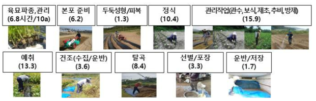 들깨 생산 관행 작업 체계