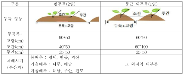 주산지 배추 재배양식