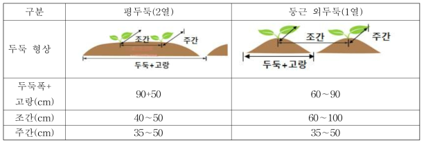 기계 정식 시험용 배추 재배양식