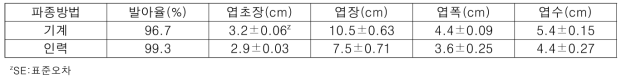 파종 후 28일에 기계파종과 인력파종시 무 생육 (홍성, 2019. 4.22.)