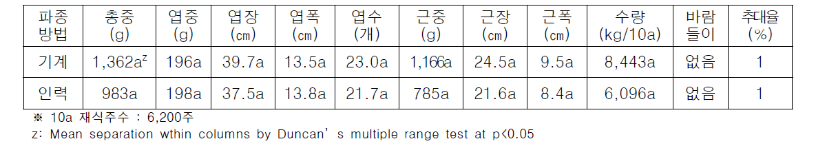 파종 후 70일에 기계파종과 인력파종시 무 생육 (홍성, 2019. 6. 3.)