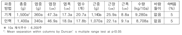 파종 후 71일 기계파종과 인력파종시 무 생육 (나주, 2019.11. 6.)