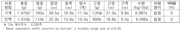 파종 후 82일에 기계파종과 인력파종시 무 생육 (홍성, 2019.11. 7.)