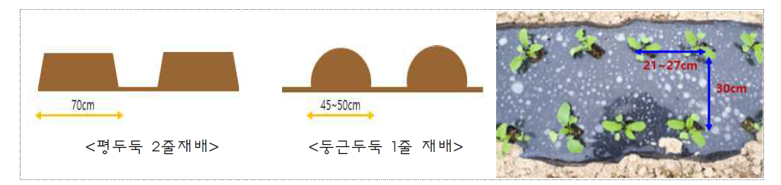 무 기계파종 맞춤형 재배양식