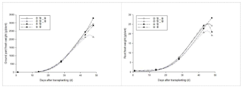정식방법에 따른 배추 지상부(좌) 및 지하부(우) 생육