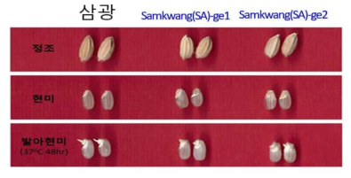 거대배아 돌연변이 계통의 정조, 현미, 발아현미 외관