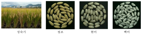 건식쌀가루 전용품종 ‘신길’의 성숙기 및 쌀알 모양