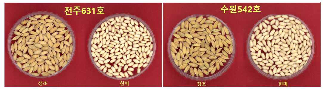 쌀가루 분질미 신규 우량계통 ‘전주631호’ (표 3-5, 8705)와 육종소재 ‘수원542호’