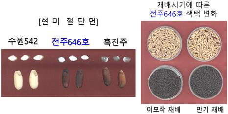 분질흑미 우량계통 전주646호