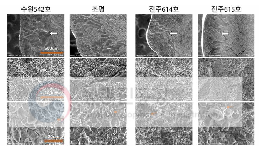 전계방사형 주사현미경(FE-SEM)을 이용한 현미 절단 배유면 촬영