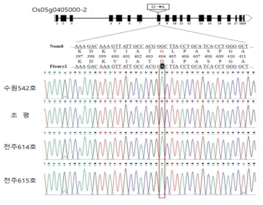 분질배유 지배 유전자위(flo7)에 대한 염기서열 분석 결과 (G; 조평, A; 분질)