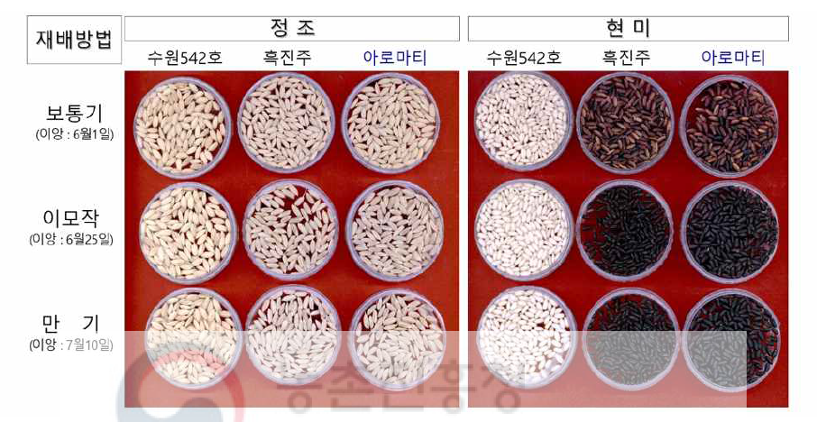 재배방법에 따른 ‘전주646호’ (= 아로마티)의 색택변화