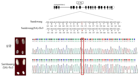‘Samkwang(SA)-flo3’과 원품종 ‘삼광’의 분질배유 지배 유전자 OsPPDK1 염기서열 비교