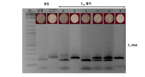 dCAPS 분자표지에 의한 삼광/Samkwang(SA)-flo3 F2 및 양친 유전자형 검정