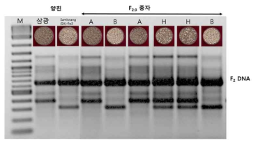 Tetra-primer ARMS 분자표지에 의한 삼광/Samkwang(SA)-flo3 F2 및 양친 유전자형 검정
