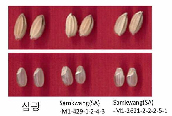 ‘삼광’ 돌연변이 후대계통에서 확보된 신규 거대배아미 소재들