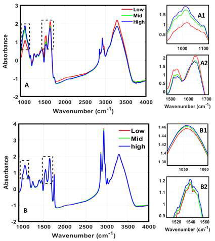 FT-IR pre-processed spectra using SNV for three group soybean with various anthocyanin content: (A) seed; (B) Powder