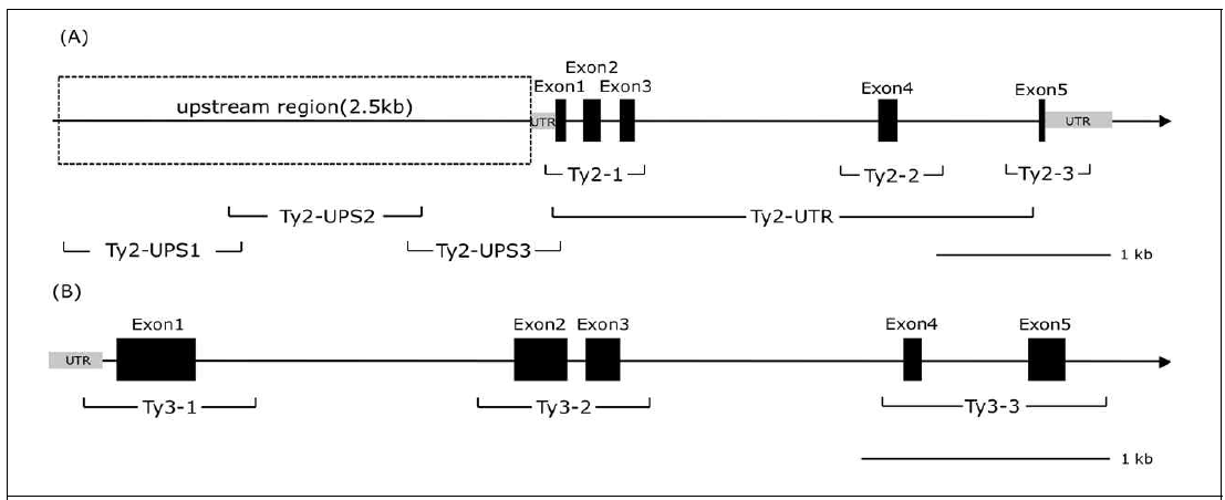Ty-2(A)와 Ty-3(B) 유전자 구조와 각 유전자에서 염기서열분석을 수행한 영역들