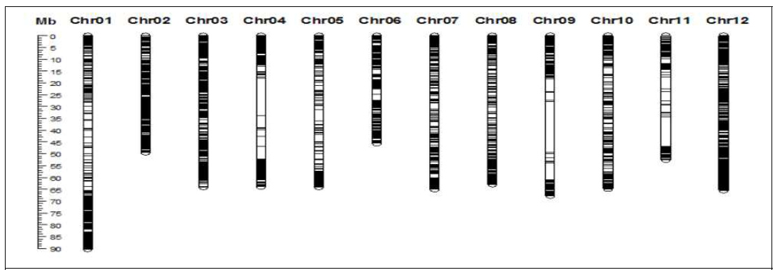 육종집단의 GWAS 분석에 사용된 34,550개 SNP들의 12개 토마토 염색체상 분포