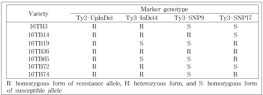 Ty-2와 Ty-3 마커로 유전자원 171점에서 선발된 저항성 육종소재