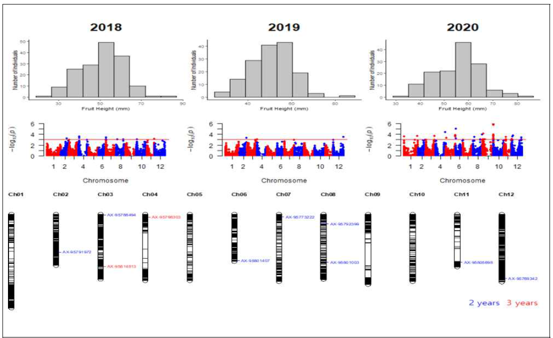 과장(fruit height)에 대한 육종집단의 표현형 분포와 GWAS 분석 결과. 육종집단과 선행연구의 핵심집단에서 발굴된 QTL은 붉은색 박스로 표시함