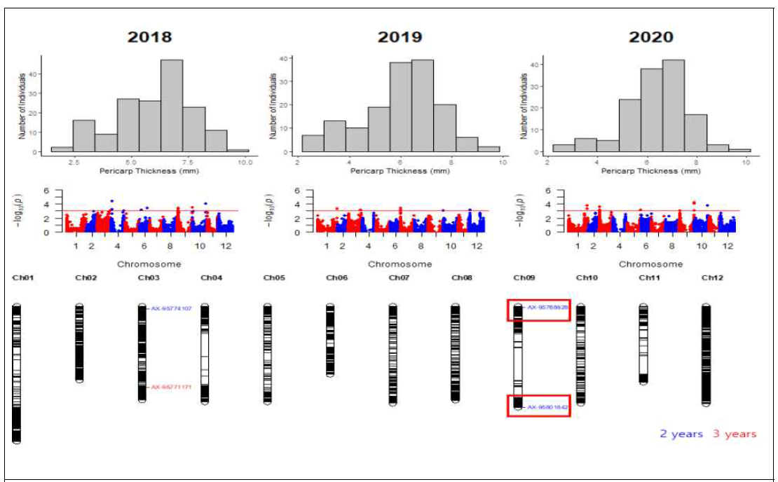과피두께(pericarp thickness)에 대한 육종집단의 표현형 분포와 GWAS 분석 결과. 육종집단과 선행연구의 핵심집단에서 발굴된 QTL은 붉은색 박스로 표시함