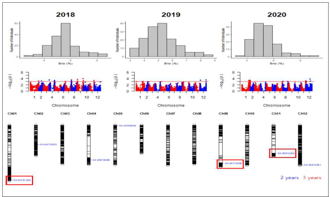 Brix에 대한 육종집단의 표현형 분포와 GWAS 분석 결과. 육종집단과 선행연구의 핵심집단에서 발굴된 QTL은 붉은색 박스로 표시함