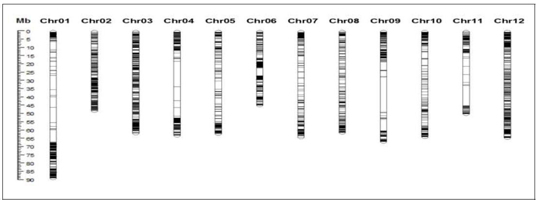 MAGIC 집단의 연관분석에 사용된 21,907개 SNP들의 토마토 염색체상 분포