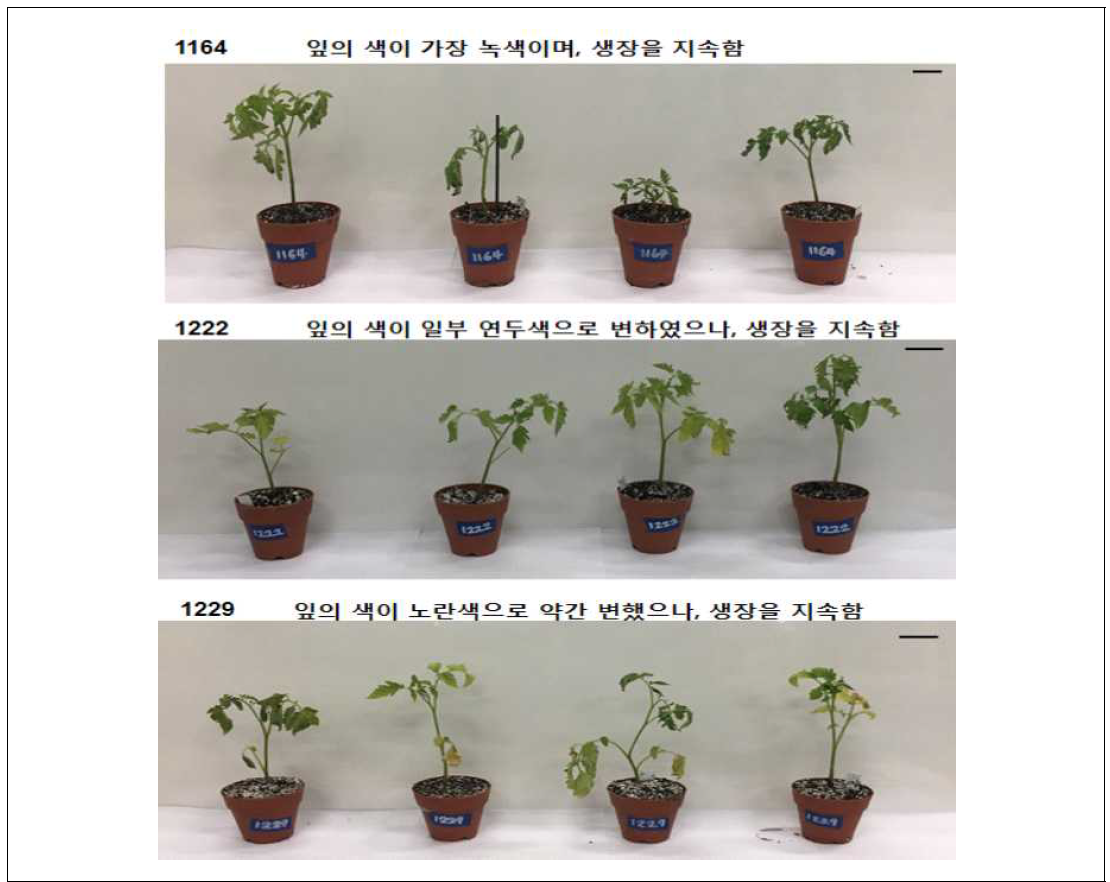 염해 처리 후 28일째 내염성 계통. 스케일 바는 5 cm를 의미