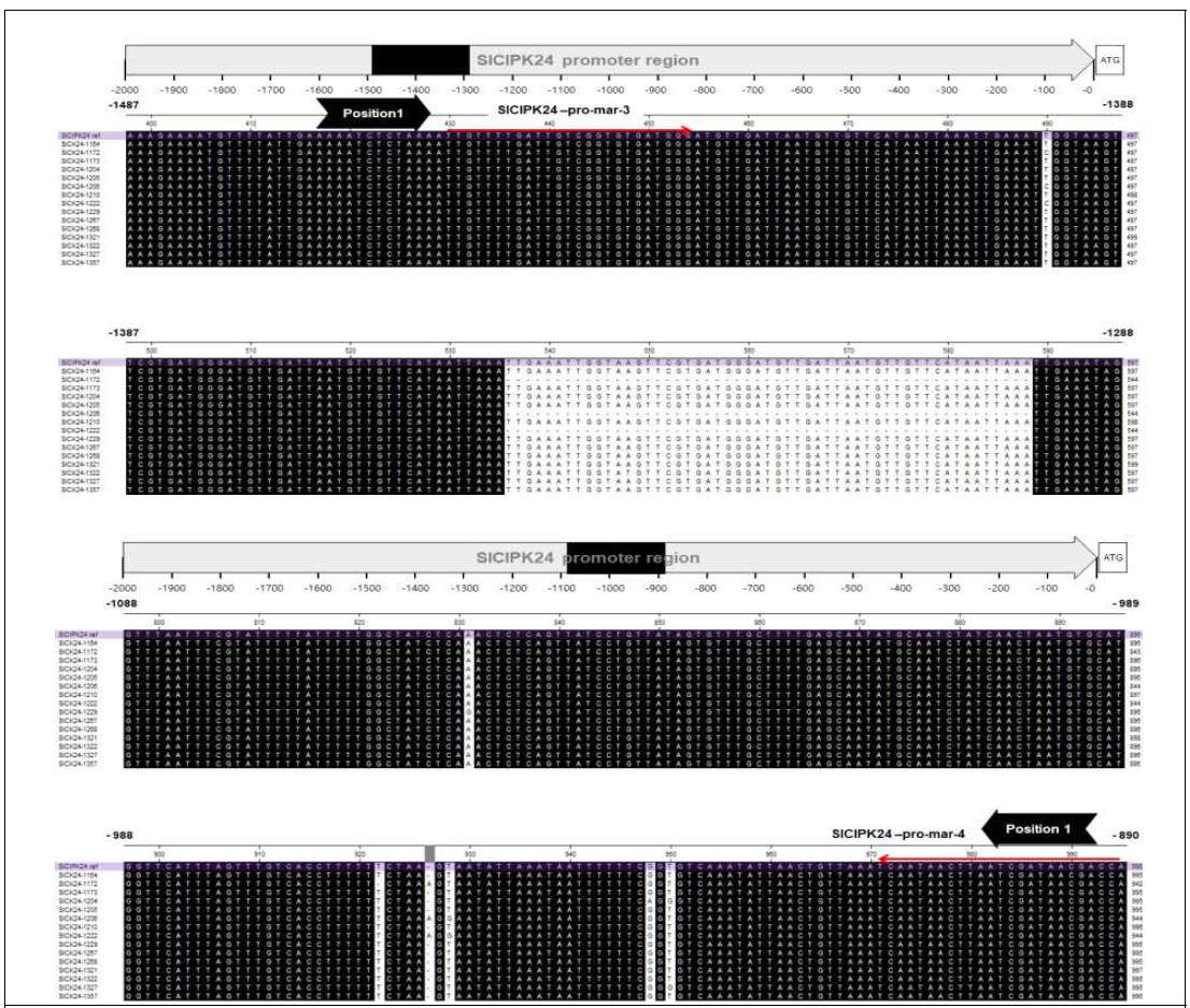 SlCIPK24 프로모터 영역의 염기서열 변이
