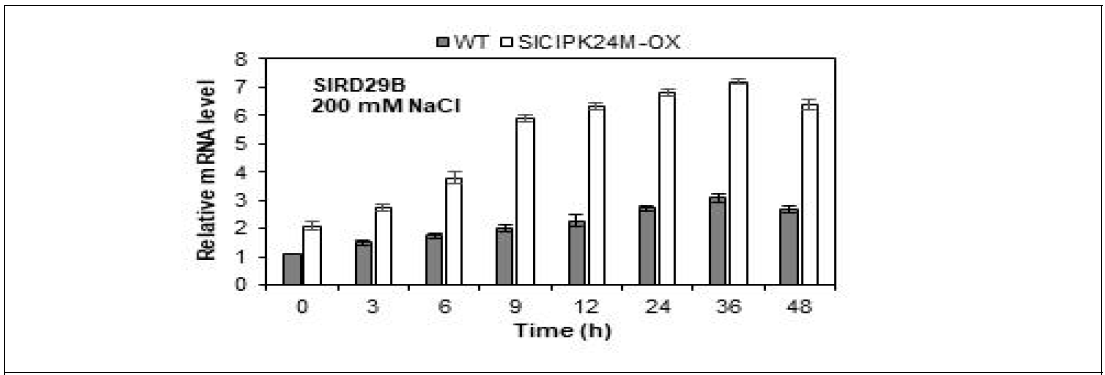 내염성 SlCIPK24M 과발현 형질전환체에서 높아진 SlRD29B 유전자의 발현량. 회색 그래프는 WT, 하얀색 그래프는 SlCIPK24M 과발현 형질전환제임