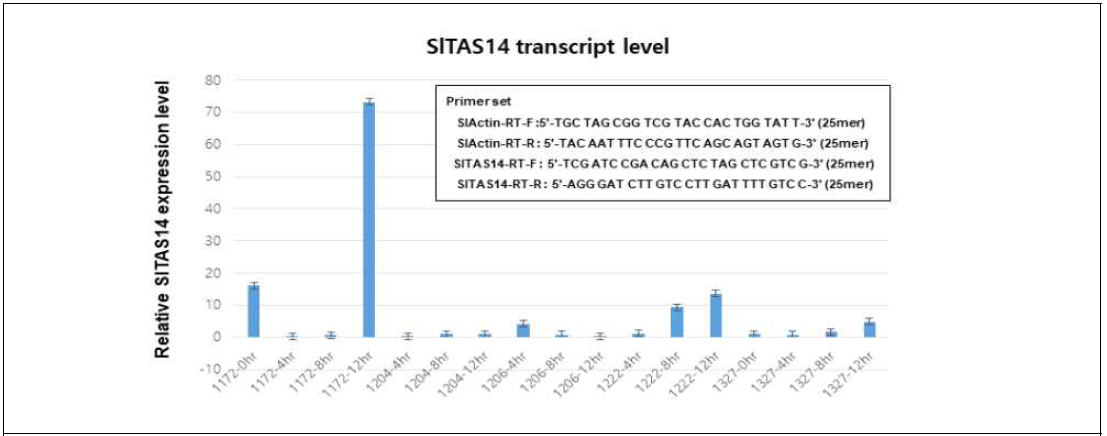토마토 내염성 계통에서 SlTAS14 유전자의 발현량. 그림에 표시된 프라이머들을 이용하여 RT-PCR 분석을 수행함