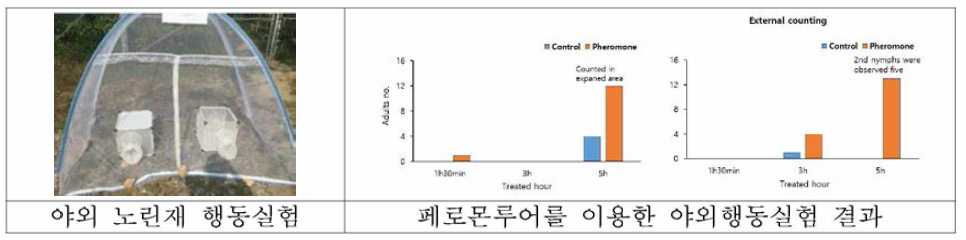 페로몬 루어를 사용한 야외 노린재 행동 실험